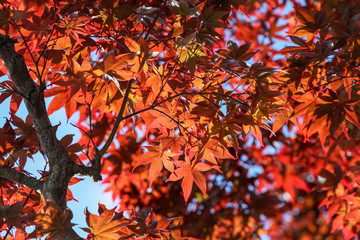 京都ぶらり、ノムラモミジは年中赤茶色だ