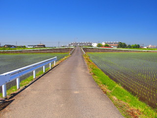 農道のある初夏の植田風景