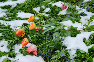 Von Schnee niedergedrückte Tulpen, Kapuzinerfriedhof, Luzern, Schweiz