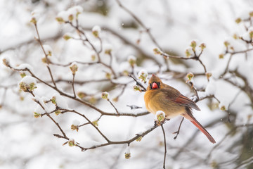 Puffed up one female red northern cardinal, Cardinalis, bird perched on tree branch during heavy winter in Virginia by flower buds