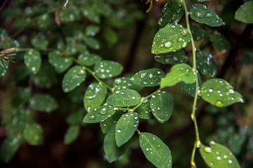 Water Drops On A New Leaf