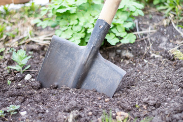 shovel on a bed with grass