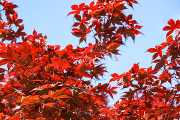 京都ぶらり、ノムラモミジは年中赤茶色だ
