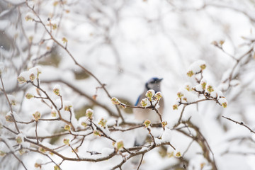 One blue jay bird bokeh blurry abstract background perched on tree branch during heavy winter in Virginia by flower buds