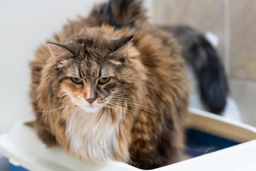 Closeup of sad calico maine coon cat overweight constipated sick trying to go to the bathroom in blue litter box at home looking down