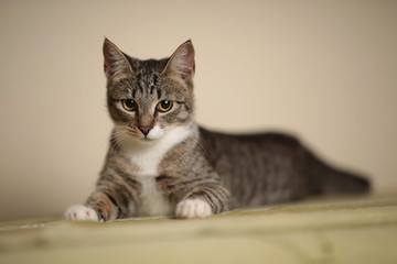 Striped cat sitting on a green sofa in the room. Grey cat with beautiful patterns. The cat is staring at you.