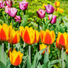 Tulip flowers in the botanical garden at day time.