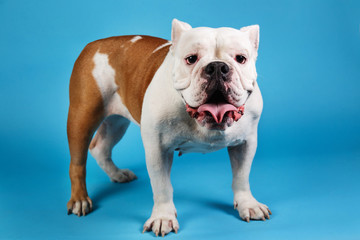 Fototapeta premium Portrait of English bulldog on blue background