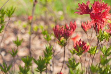  Beautiful blooming red flowers. Selective focus. Shallow depth of field, blurred background.