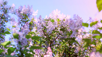 Banner photo background of bright blooming lilac. Concept of spring, flowering and beauty.