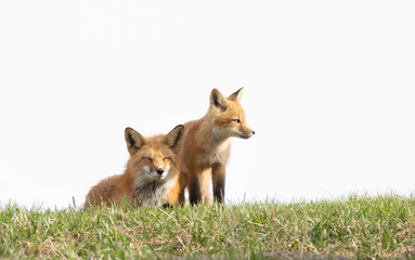 Naklejka na ściany i meble Red fox Vulpes vulpes and her kit on a grassy hill in springtime in Canada 