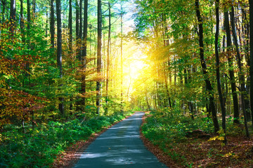 Fototapeta premium Autumn forest with footpath leading into the scene. Sunlight rays through the autumn tree branches. Copy space