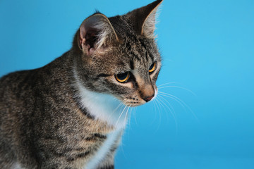 Studio shot of a gray and white striped cat sitting on brown background