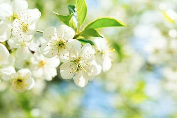 Cherry blossom in full bloom. Spring background. Copy space