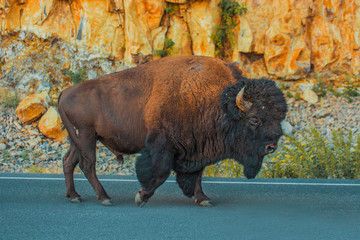 Buffalo / Bison in the Yellowstone Park