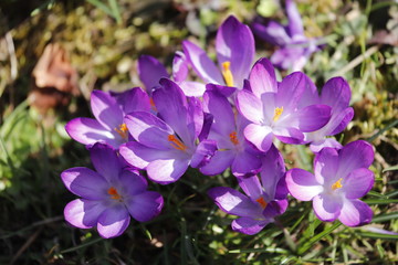 Fototapeta premium Krokusse lila orange auf einer Blumenwiese im Frühling.