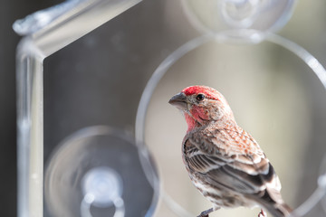 Closeup of red male house or purple finch bird perched on window feeder perch looking back on sunny day in Virginia - Powered by Adobe