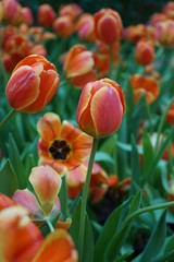 Tulip