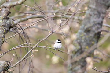 One black-capped chickadee bird perched on tree branch in sunny spring in Virgini with cherry blossom flower buds high angle view