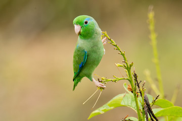 Perico verde pequeño