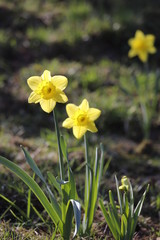 Fototapeta premium Gelbe Narzissen auf einer Wiese hell beleuchtet von der Sonne im Frühling