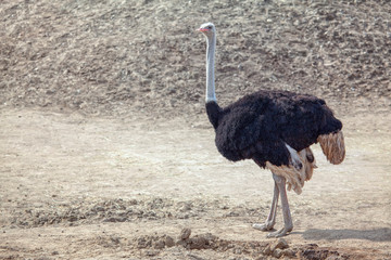 Southern Ostrich walking on the sandy area 