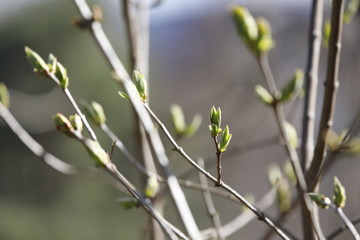 Zarte grüne Knospen von Flieder im Frühling