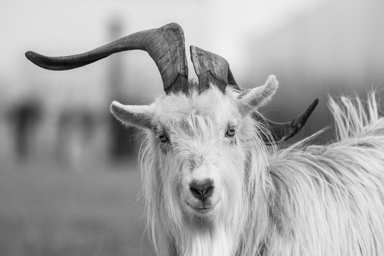 kiko goat black and white portrait photo-image