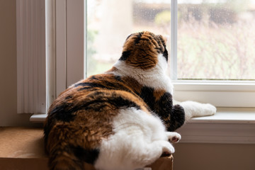 Calico cat lying down by windowsill inside house room looking out through window on cardboard box