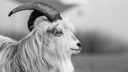 kiko goat black and white portrait photo-image