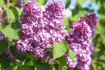 Fototapeta na wymiar Purple common lilac flower spring background