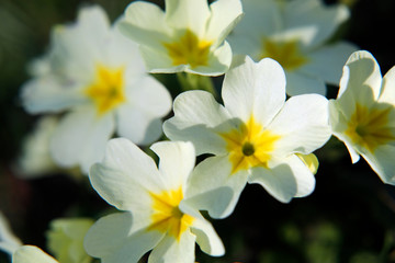 Velen gelbe Primeln (Primula vulgaris) Pflanzen im Frühling.