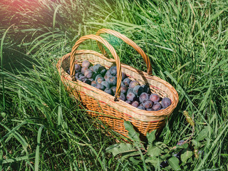 Wicker basket with ripe plums, standing on the green grass. Close-up, side view