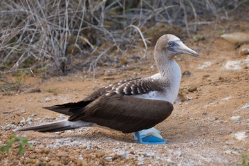 Blue-footed Booby takes a respite from incubating its egg - Galapagos