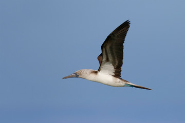 Blue-footed Booby in flight - Galapagos Islands