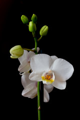 Fototapeta na wymiar Phalaenopsis white orchid flower isolated on a black background