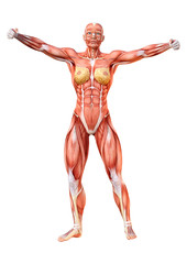 3D Rendering Female Anatomy Figure on White