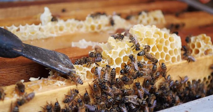 Frames of a bee hive. Beekeeper harvesting honey. Beekeeper Inspecting Bee Hive.