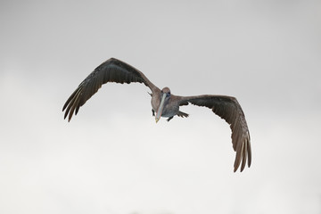 Juvenile Brown Pelican in flight - Galapagos Islands