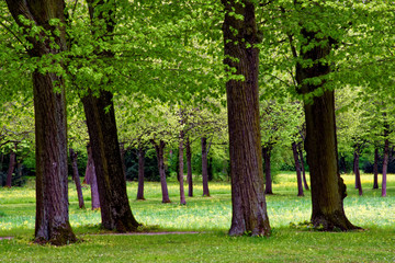 beautiful colors of nature in the spring Park
