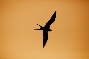 Male Magnificent Frigatebird in flight - Galapagos Islands