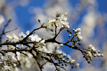 Viele weiße Blüten des Pflaumenbaumes (Prunus) mit Biene und Insekten vor blauem Himmel.