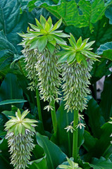 Flowering Eucomis bicolor Pineapple lily in a garden border