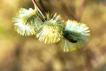 wild flowers in spring