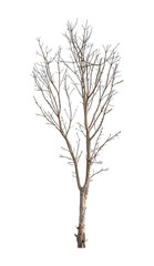 Isolated Deciduous trees But the trunk and branches on a white background with clipping path.
