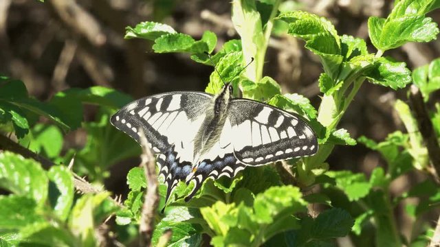Beautiful Swallowtail Butterfly sits on the green plant 4K 