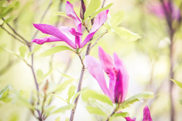 Purple magnolia flower spring wedding background