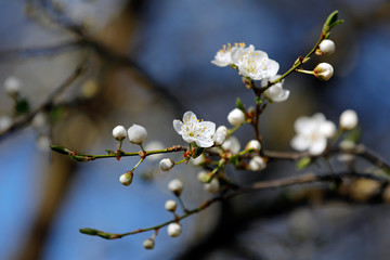 Nahaufnahme weiße Blüte mit Zweig eines Pflaumenbaumes