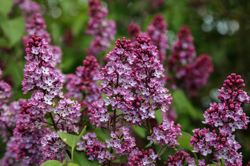 Spring. Blooming lilacs in the town park