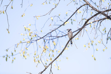 One blue jay bird sitting perched on top of sakura, cherry blossom tree branch by flowers in Washington, DC isolated against blue sky